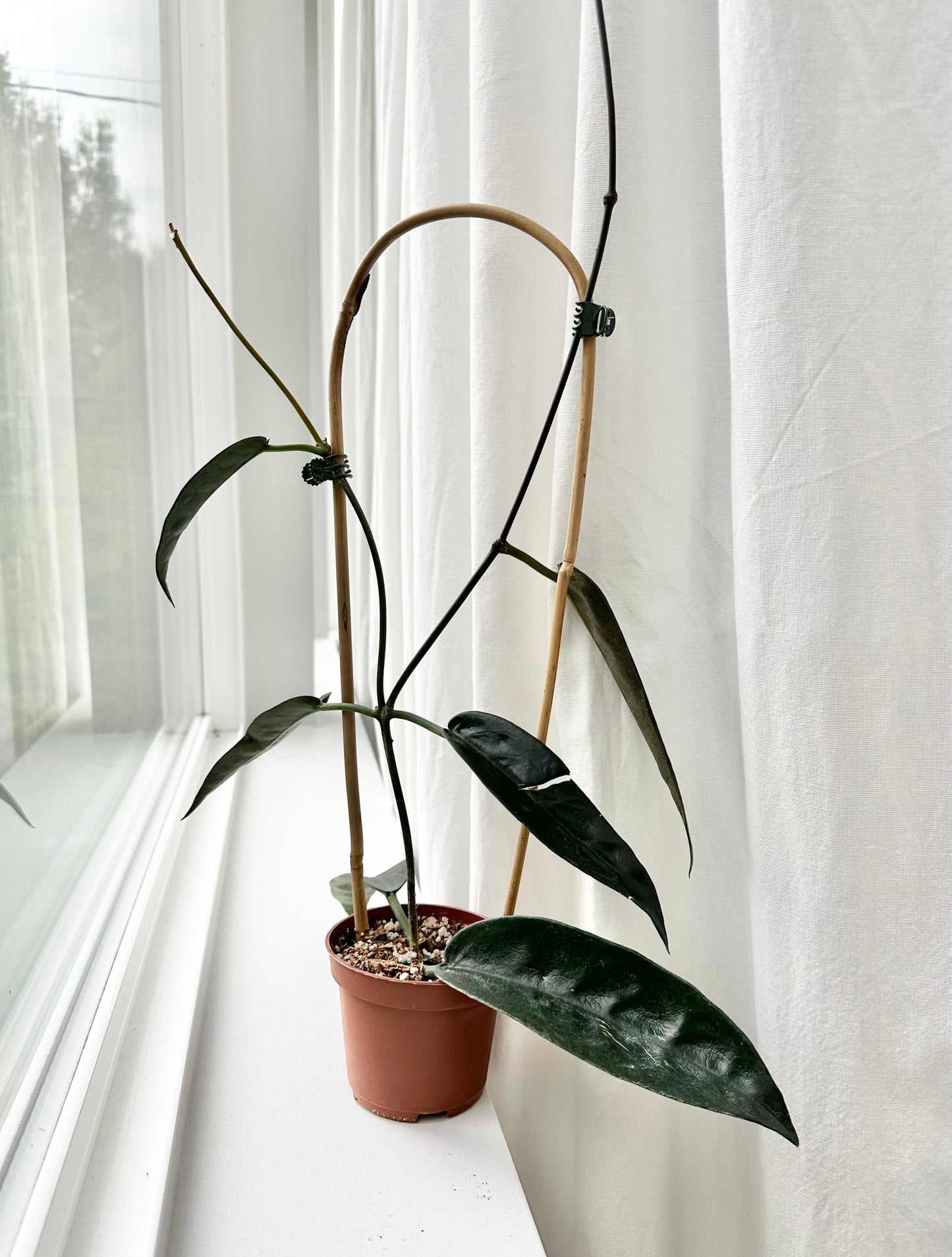 Hoya Onychoides on Trellis (3" Pot)