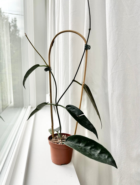 Hoya Onychoides on Trellis (3" Pot)