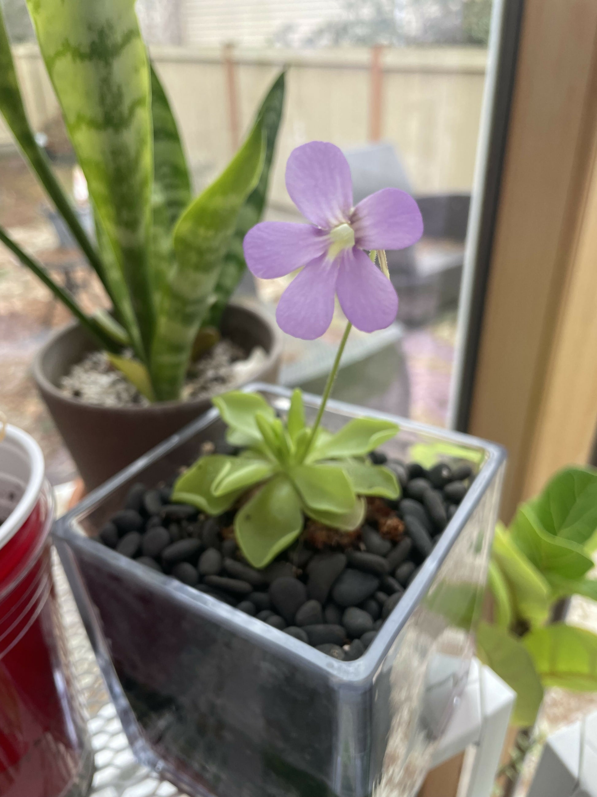 ping succulent Pinguicula/ Butterwort Kewensis- Baby Ping – plantbaby