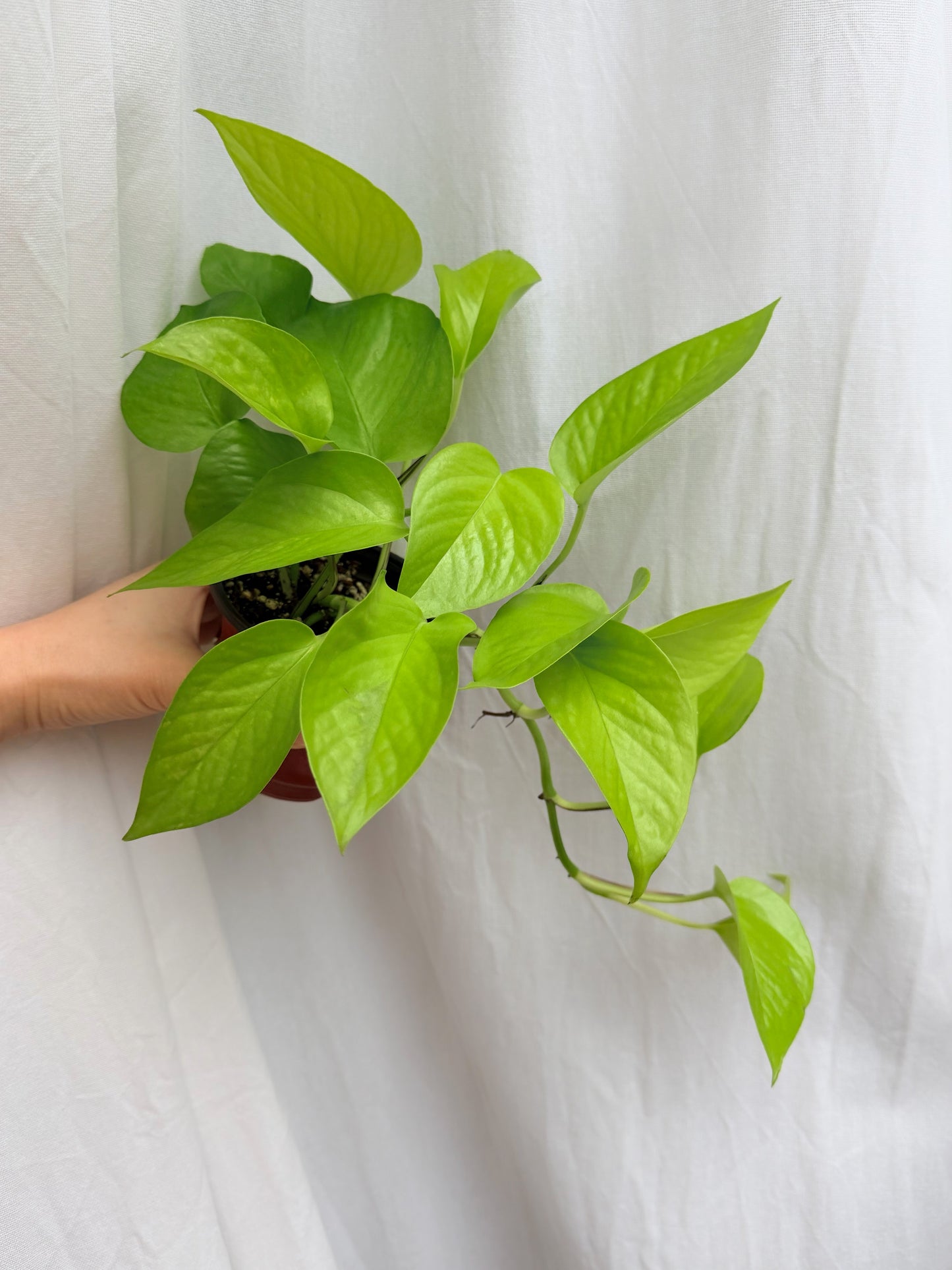 4” Neon Pothos (Epipremnum aureum)