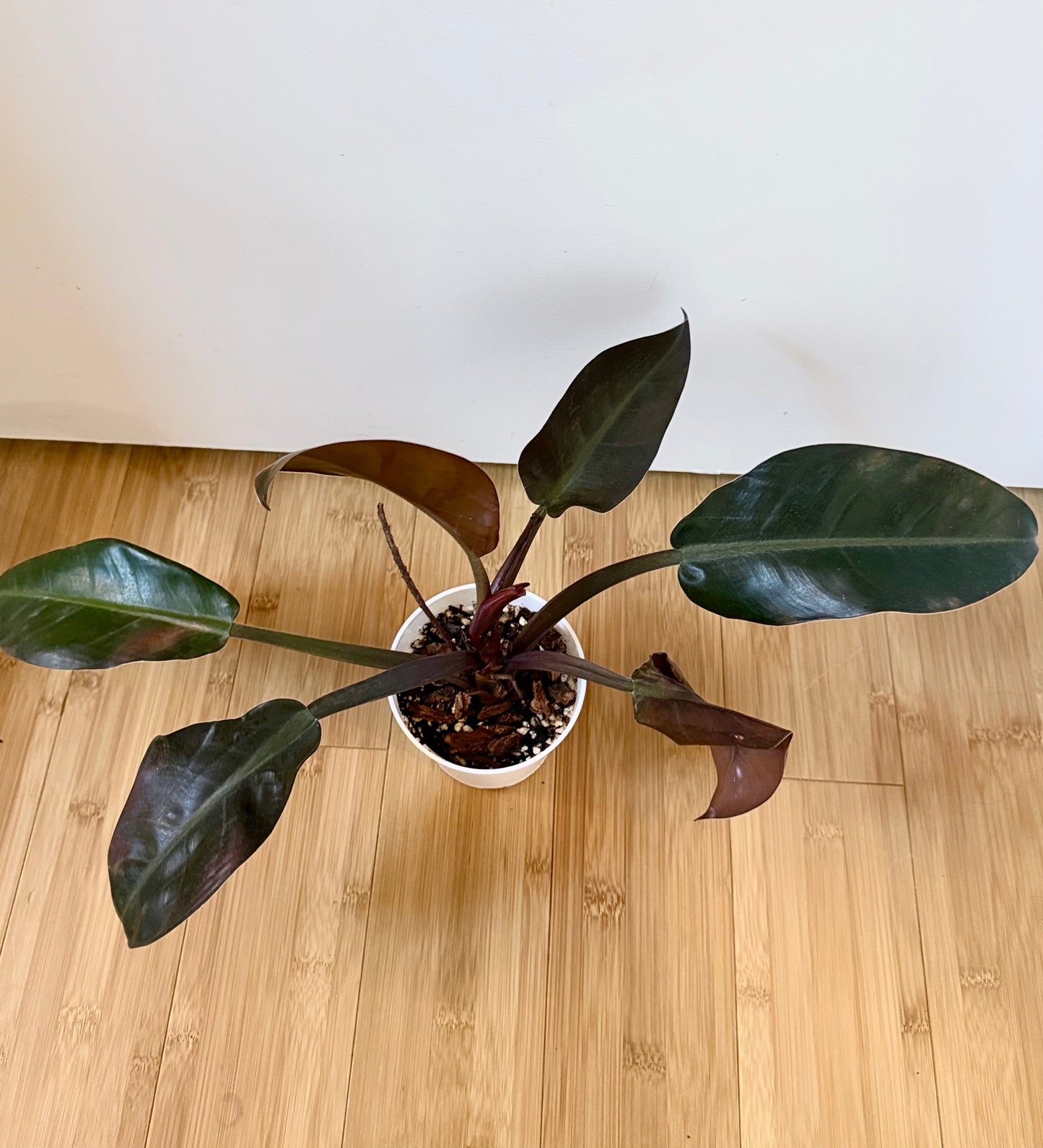 “Imperial Red” Philodendron