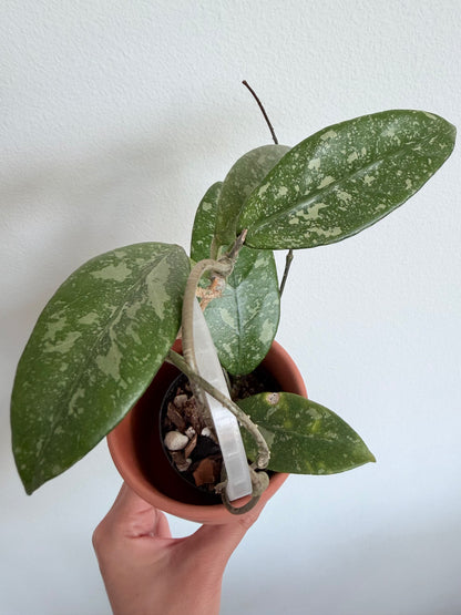 Hoya sp. Lai Chau