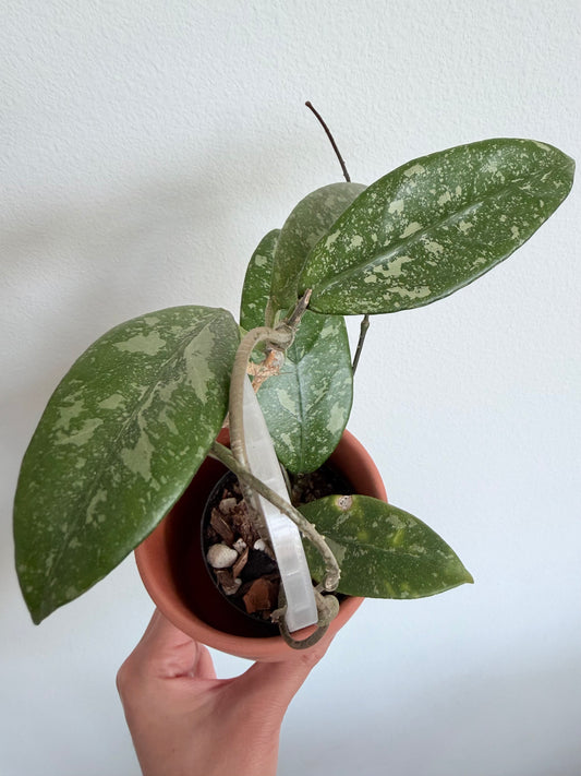 Hoya sp. Lai Chau