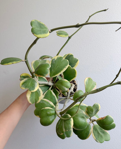 6” Hoya Kerii - Outer Variegated
