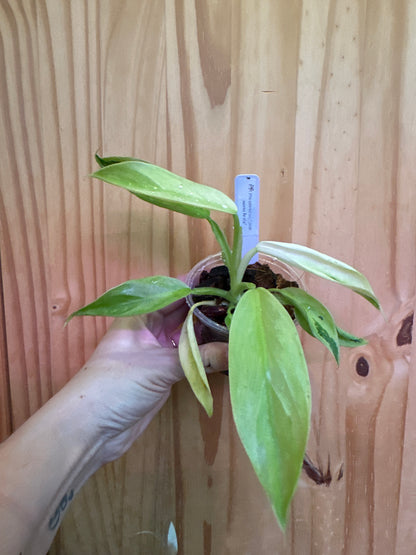 Philodendron Jose Buono fiesta