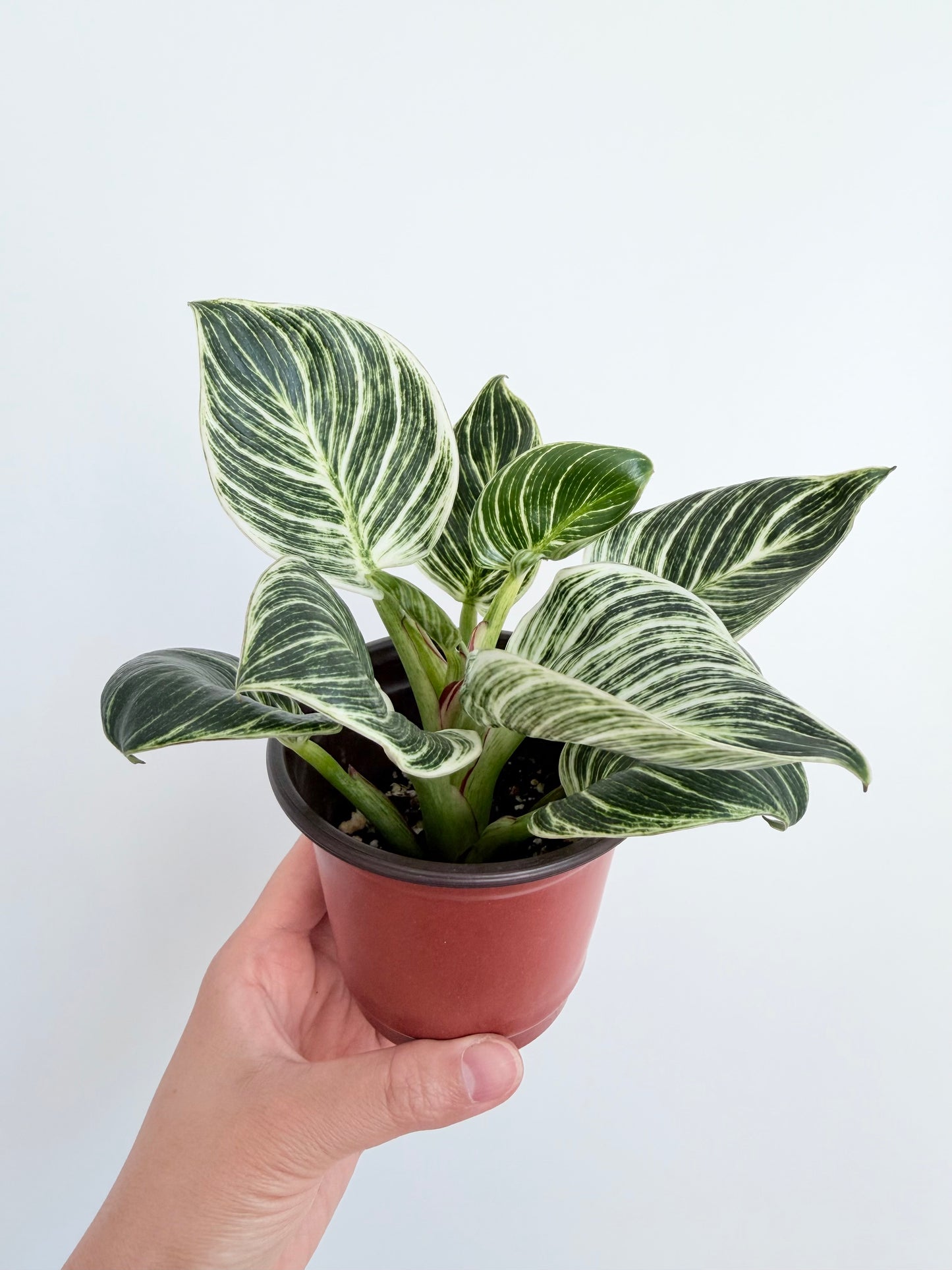 4" Philodendron 'Birkin'