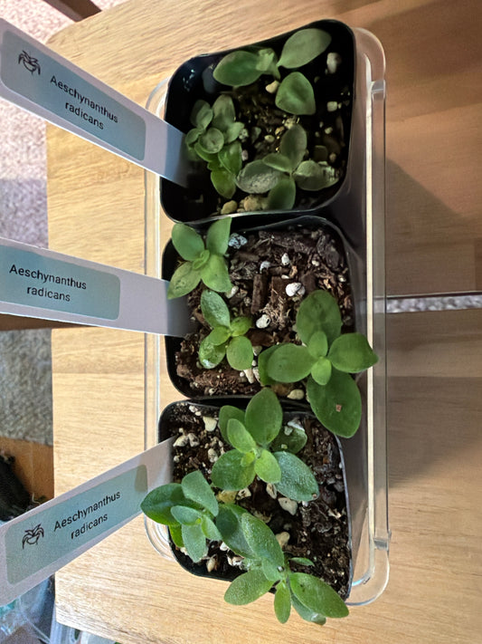Aeschynanthus radicans ‘Lipstick’ seedlings