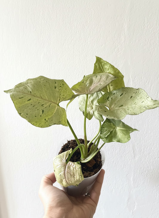 Syngonium Green Splash