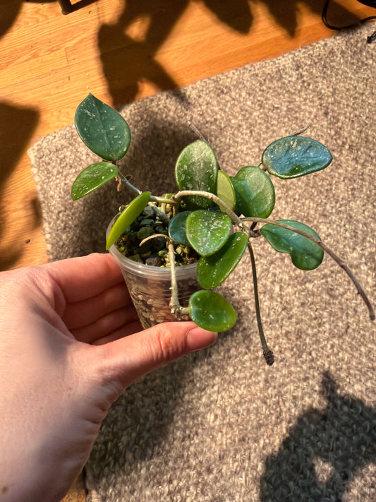 hoya mathilde