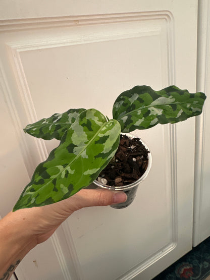 aglaonema pictum tricolor
