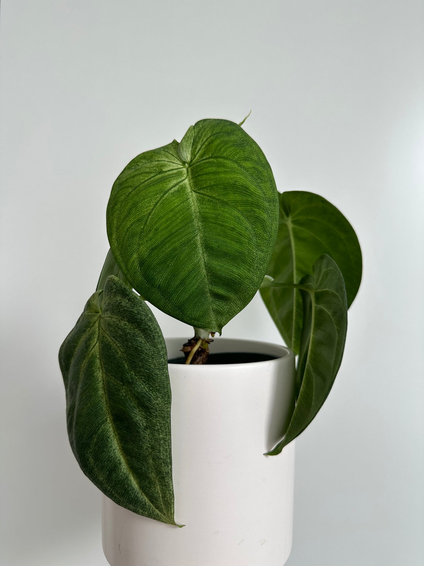 4" Syngonium Chiapense 'Frosted Heart'