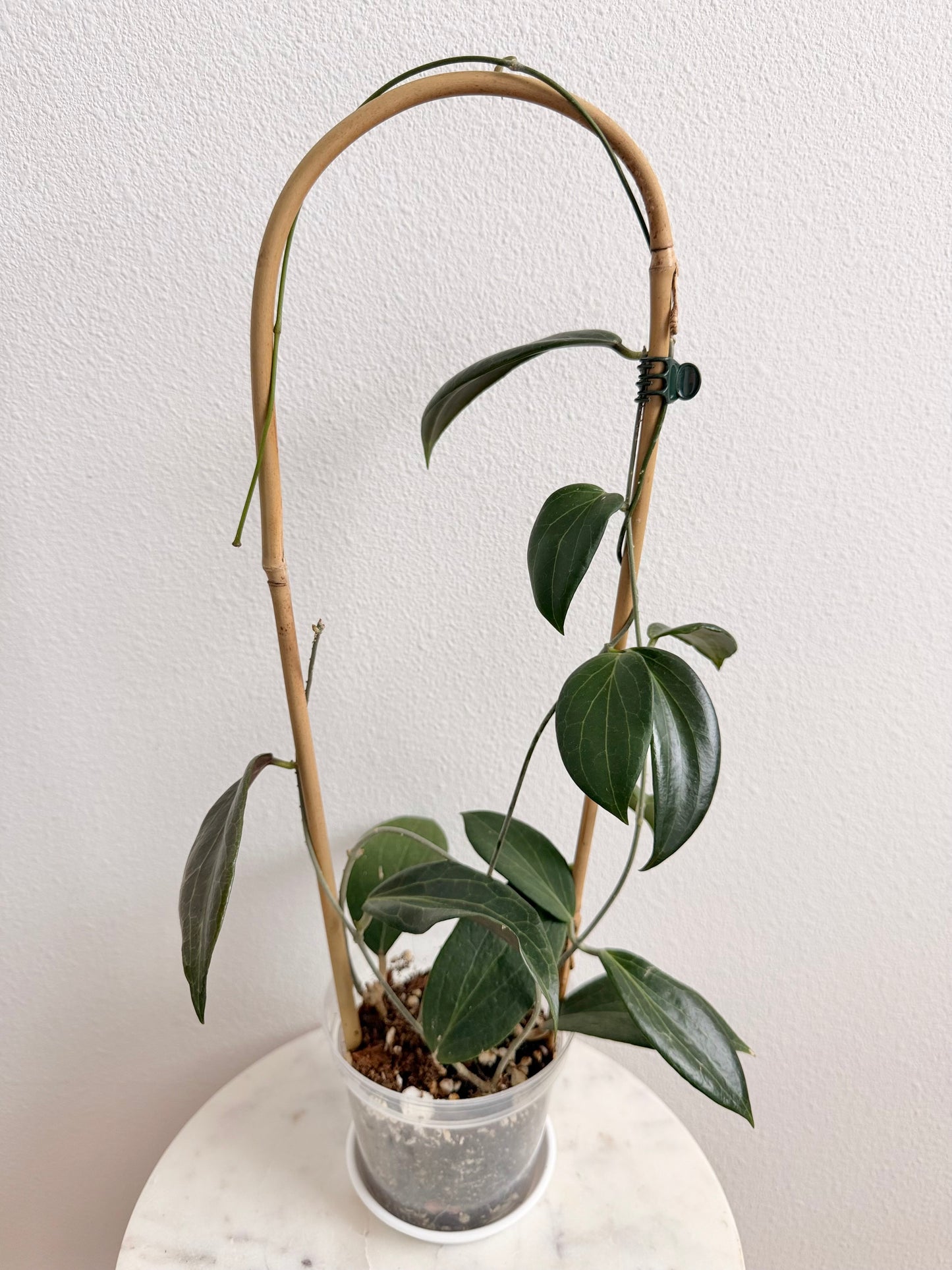 Hoya pottsii (4” pot, on a bamboo hoop)