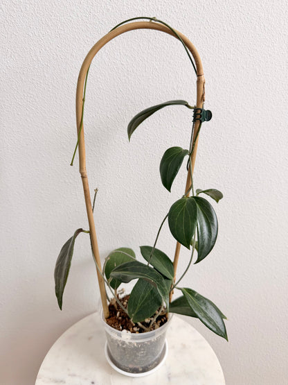 Hoya pottsii (4” pot, on a bamboo hoop)