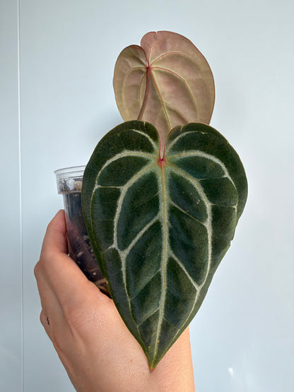 Anthurium Hybrid - A. Chocolate Crystal Wu 1 x besseae aff