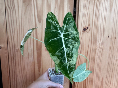 alocasia frydek variegated