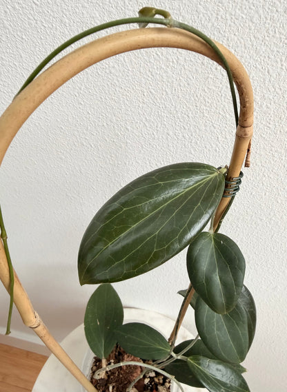 Hoya pottsii (4” pot, on a bamboo hoop)