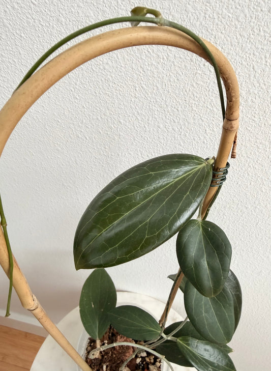Hoya pottsii (4” pot, on a bamboo hoop)