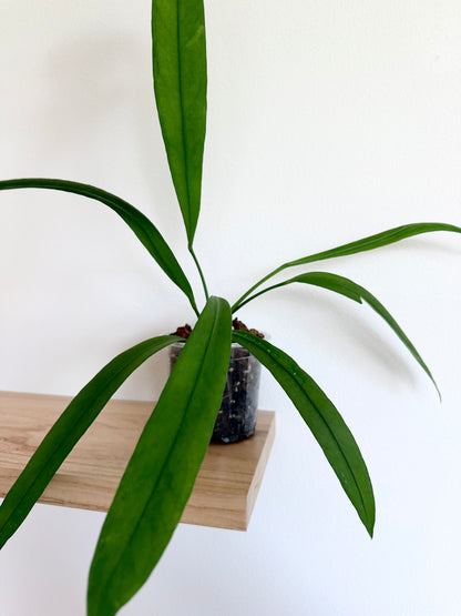 Anthurium vittarifolium - 4”