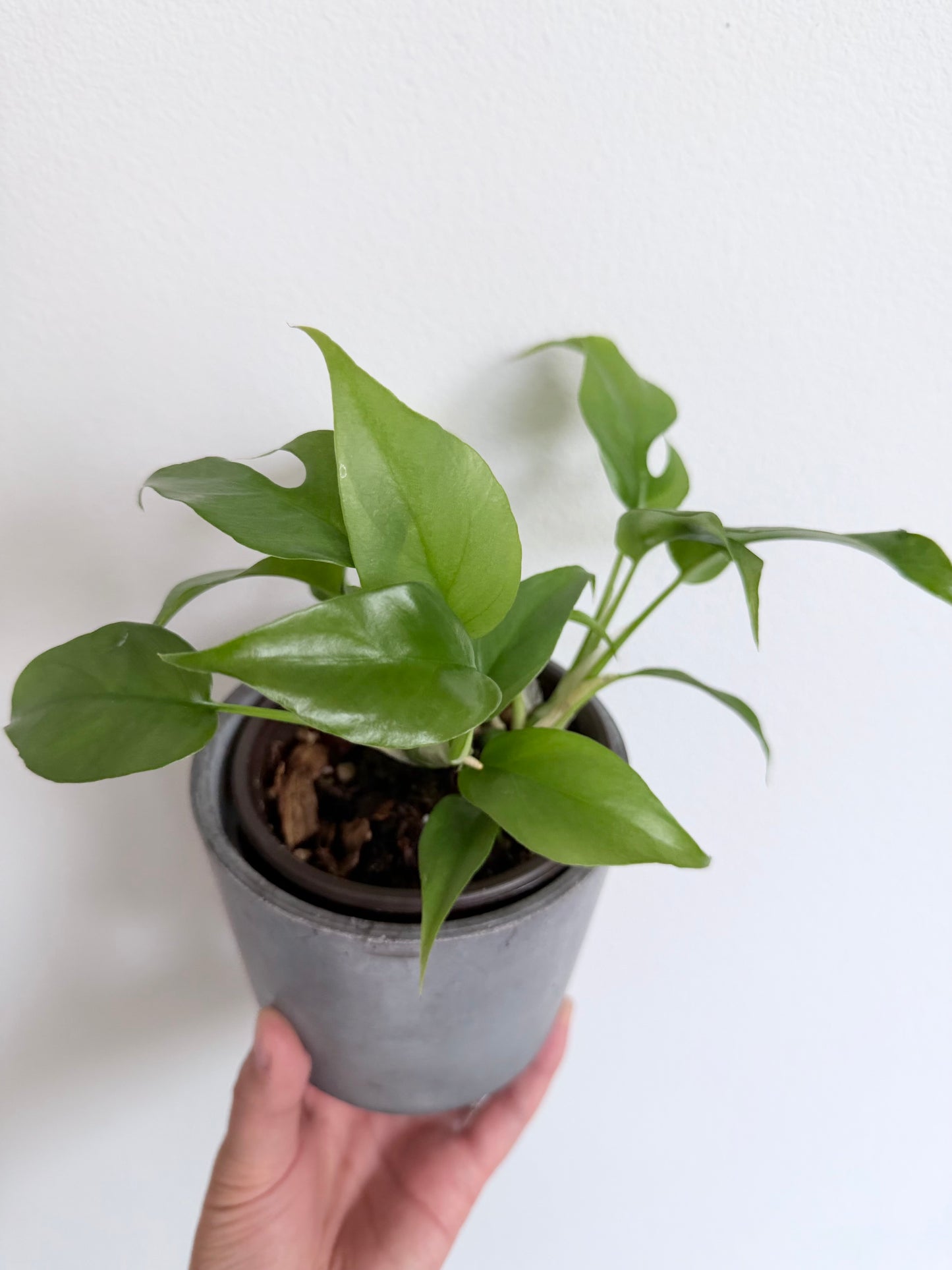 Rhaphidophora Tetrasperma (Mini Monstera)