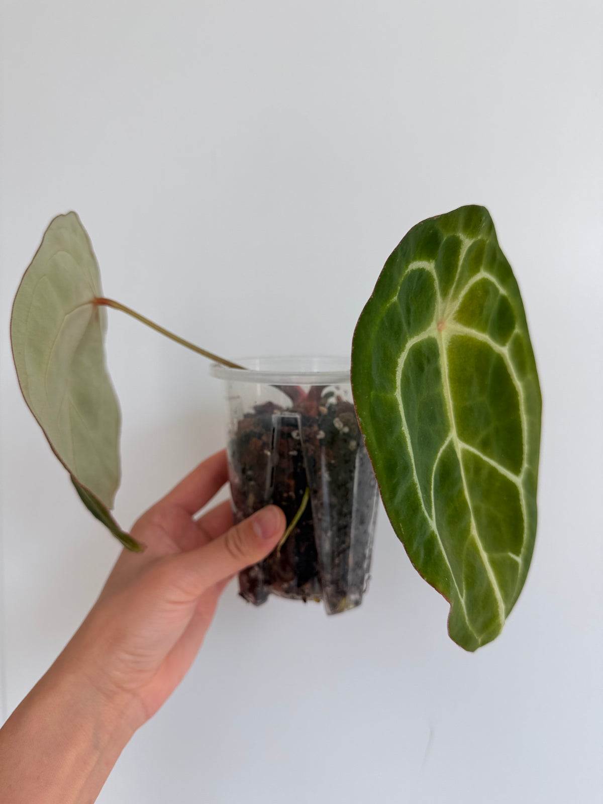 Anthurium Forgetii
