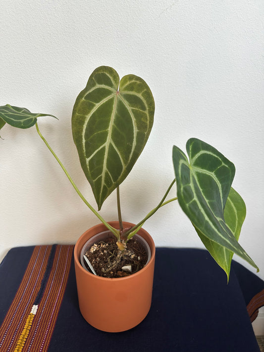 Anthurium Caycee x SKG Grey