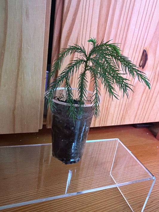 Norfolk Island pine “Araucaria heterophylla”