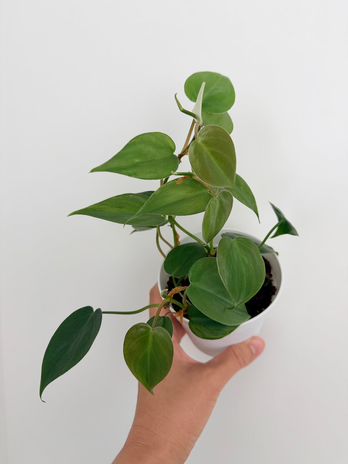Philodendron hederaceum (Heart-Leaf Philodendron)