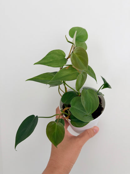 Philodendron hederaceum (Heart-Leaf Philodendron)