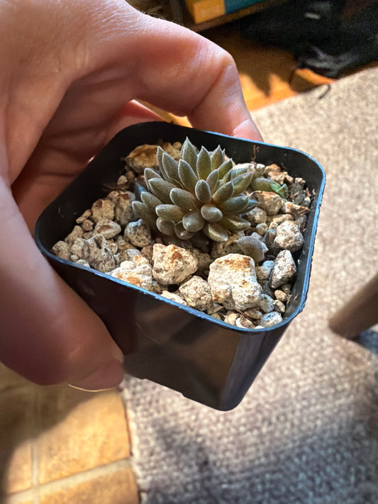 Echeveria Yunnanensis Black ‘sea urchin succulent’