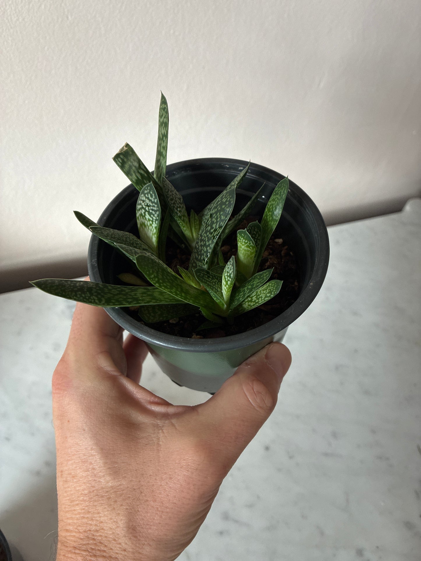 Gasteria Ox Toungue