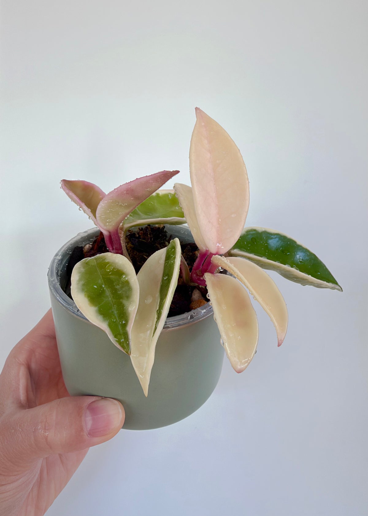 3" Hoya Carnosa 'Krimson Queen'