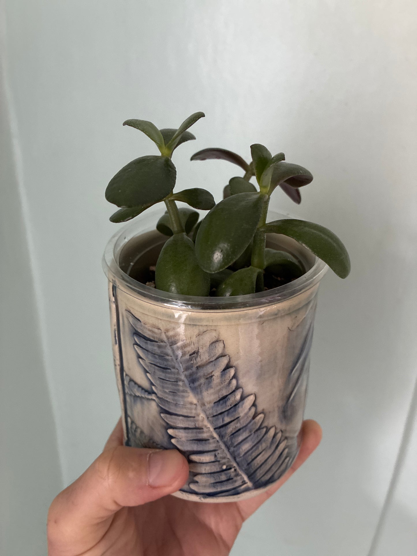 Assorted Plant + Artist made planter