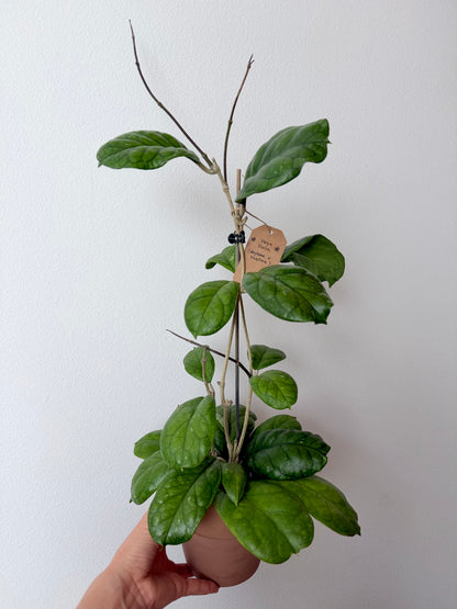 Hoya 'Viola' (Hoya deykeae x Hoya vitellina)