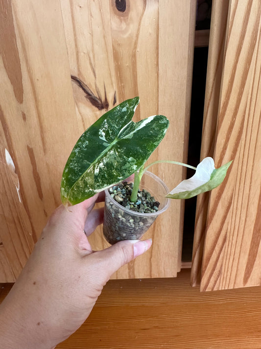 alocasia frydek variegated