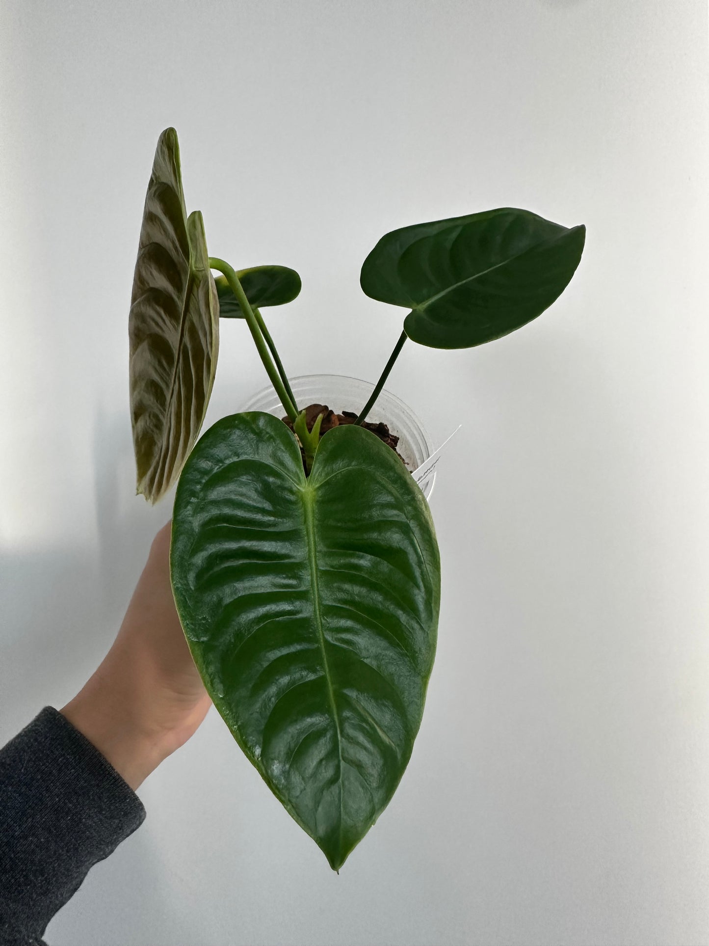 Anthurium veitchii (King Anthurium) - 4”