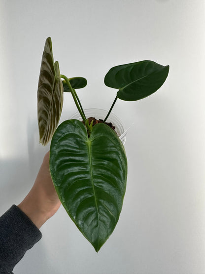 Anthurium veitchii (King Anthurium) - 4”