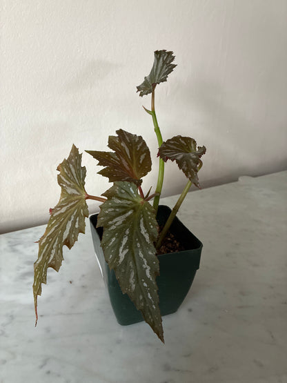 Begonia - Angel Wing