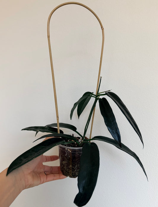 4" Hoya Onychoides on a Bamboo Trellis