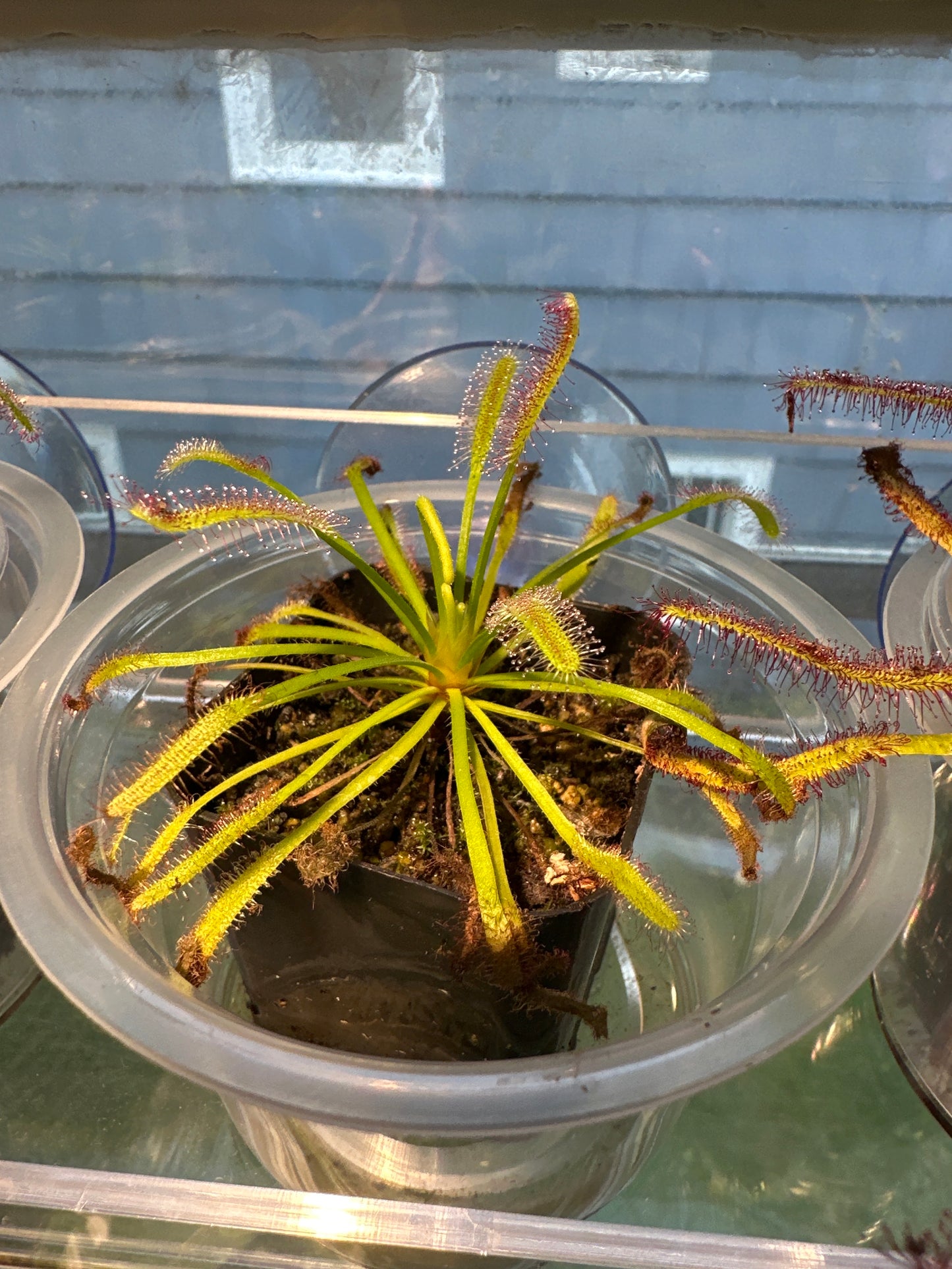 Baby cape sundew carnivorous plant 2” pot