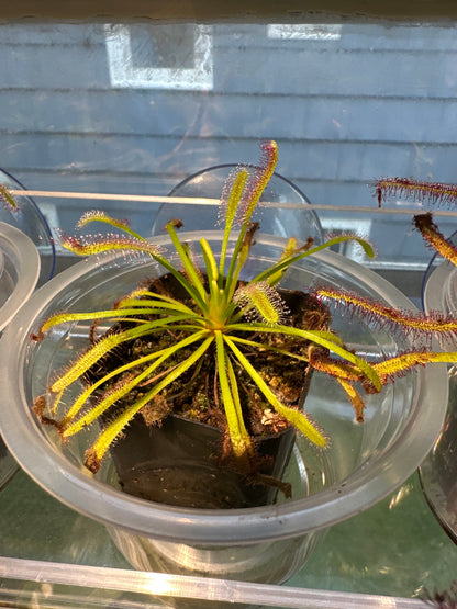 Baby cape sundew carnivorous plant 2” pot