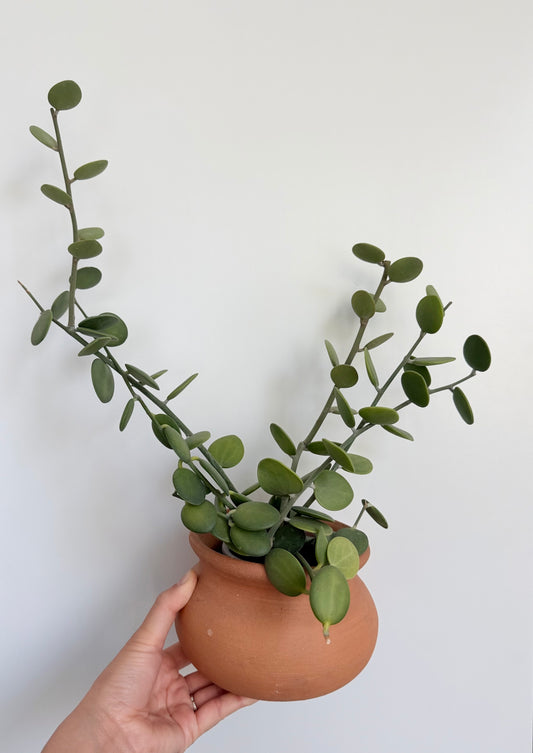 4” Pot - Silver Dollar Vine (Xerosicyos danguyi)