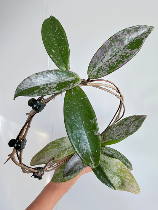 2.5” Hoya Pubicalyx Pink Silver Ghost Splash