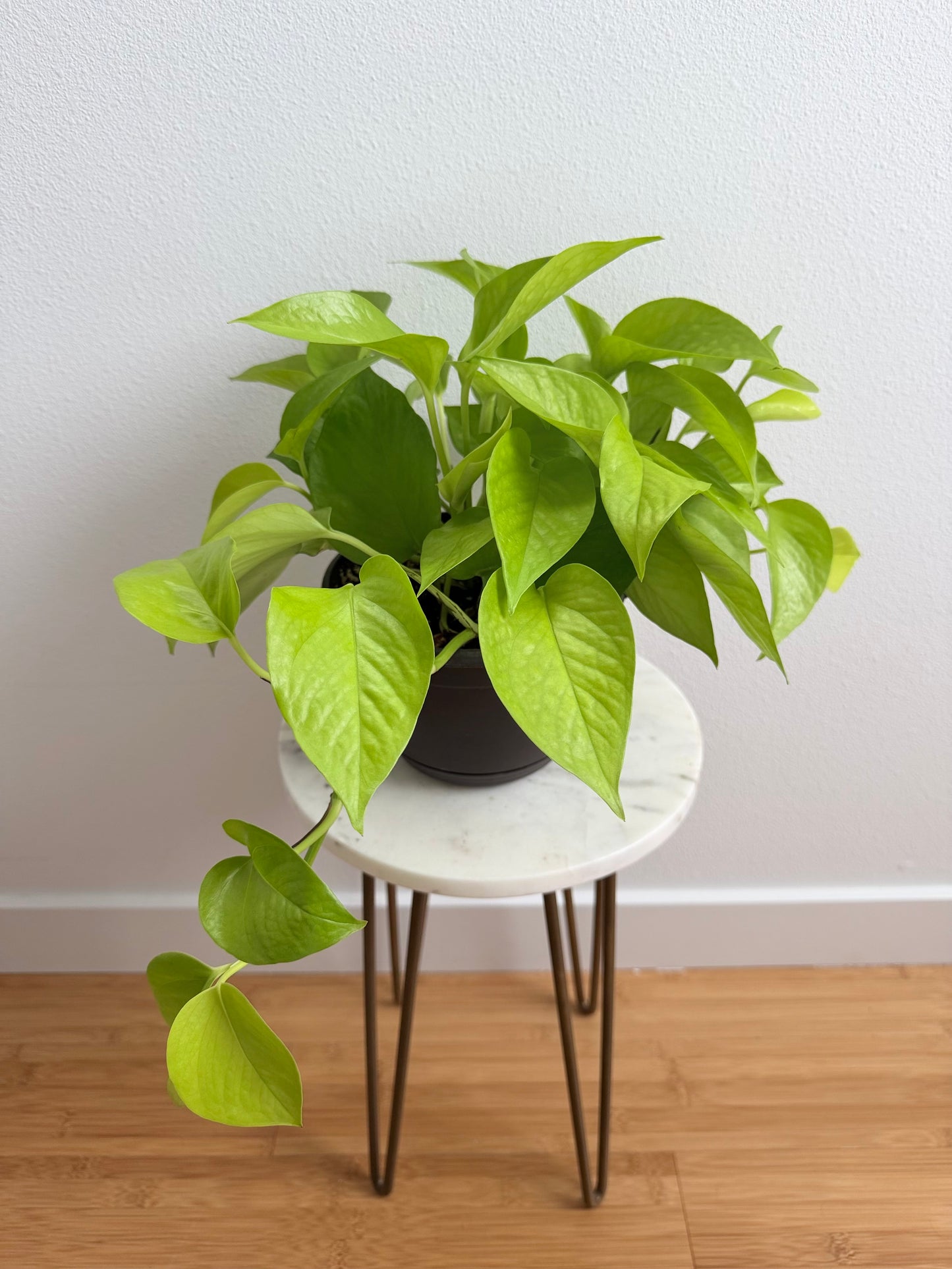 4” Neon Pothos (Epipremnum aureum)