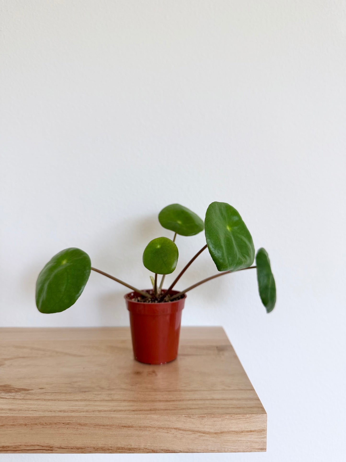 Pilea Peperomioides (Chinese Money Plant)