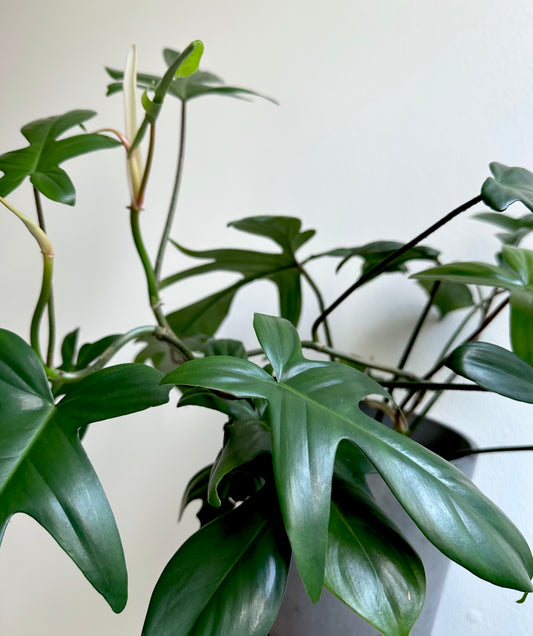 6" Philodendron 'Florida Green' (Large)
