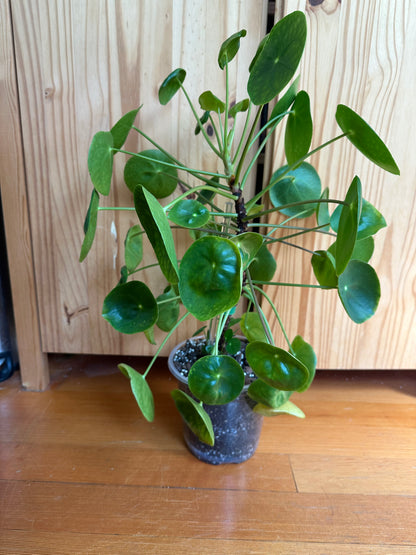 Pilea Peperomioides "Friendship plant"