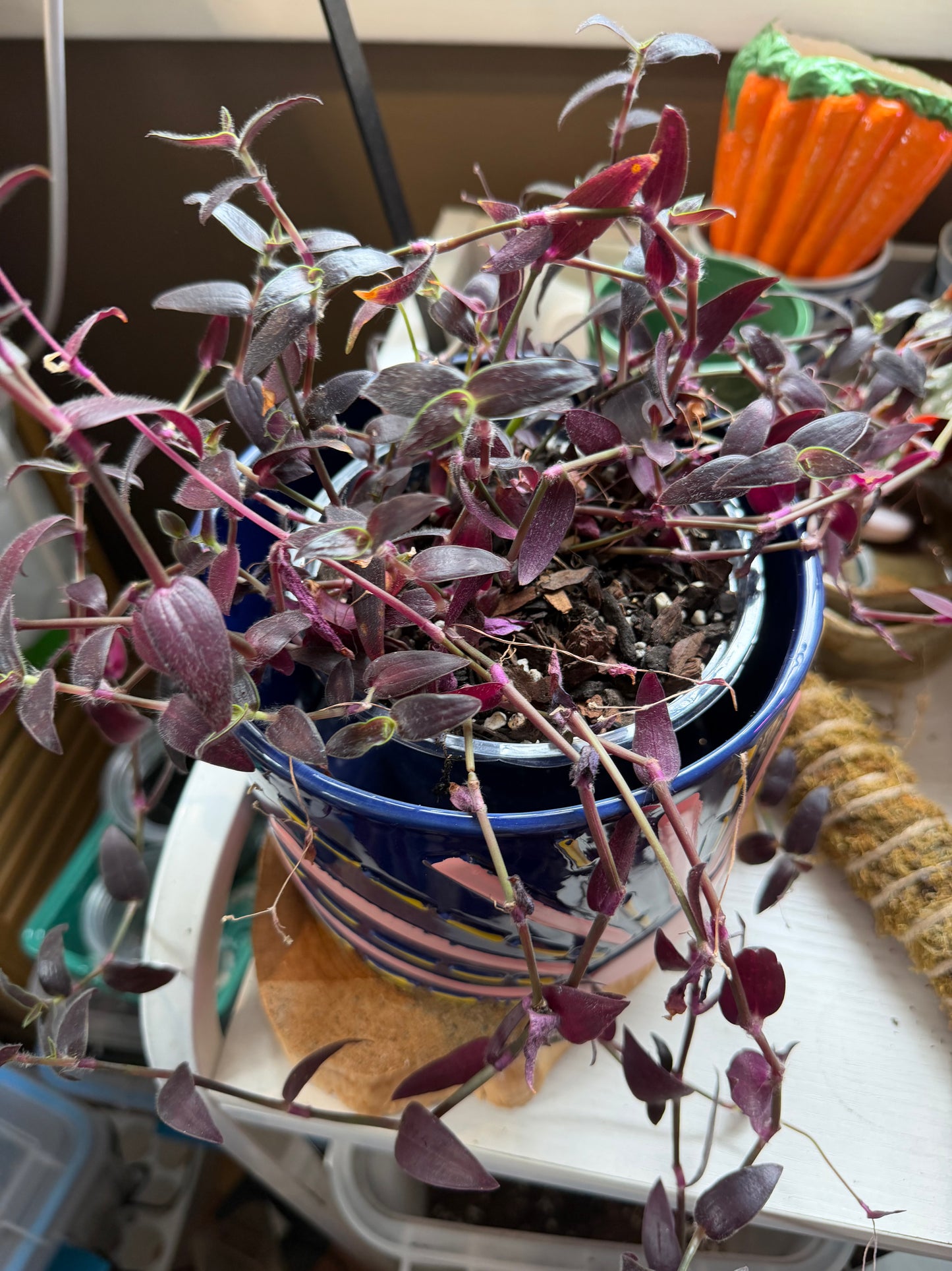 tradescantia jose puig