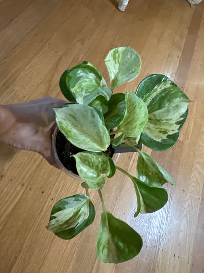Epipremnum aureum 'Manjula' pothos