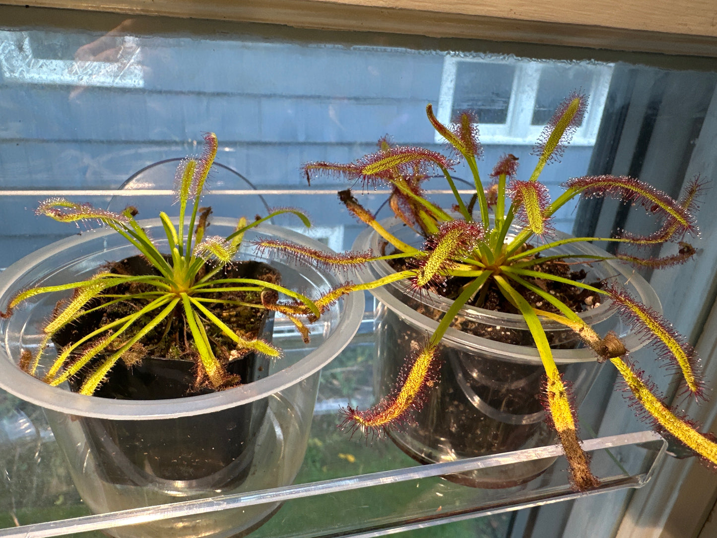 Baby cape sundew carnivorous plant 2” pot