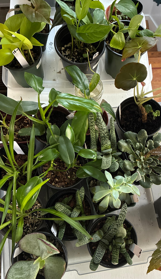 Assorted Plants